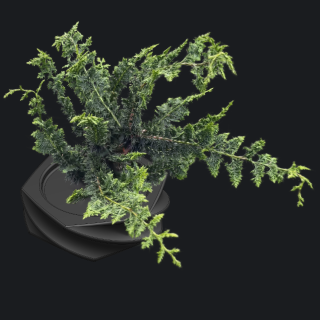 Plant Gaussian Splat 3D Model picture Plant Gaussian Splat 3D Model picture